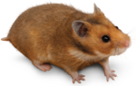 golden-syrian-hamster