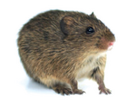 cotton-rat